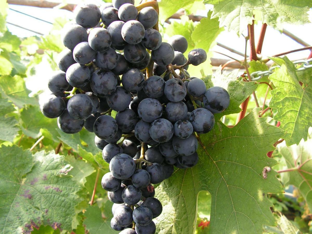 Winnica Na Lesnej Polanie Zabor Εξωτερικό φωτογραφία