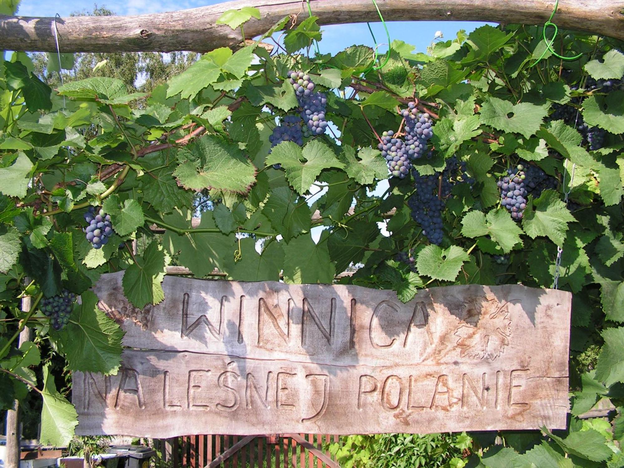 Winnica Na Lesnej Polanie Zabor Εξωτερικό φωτογραφία